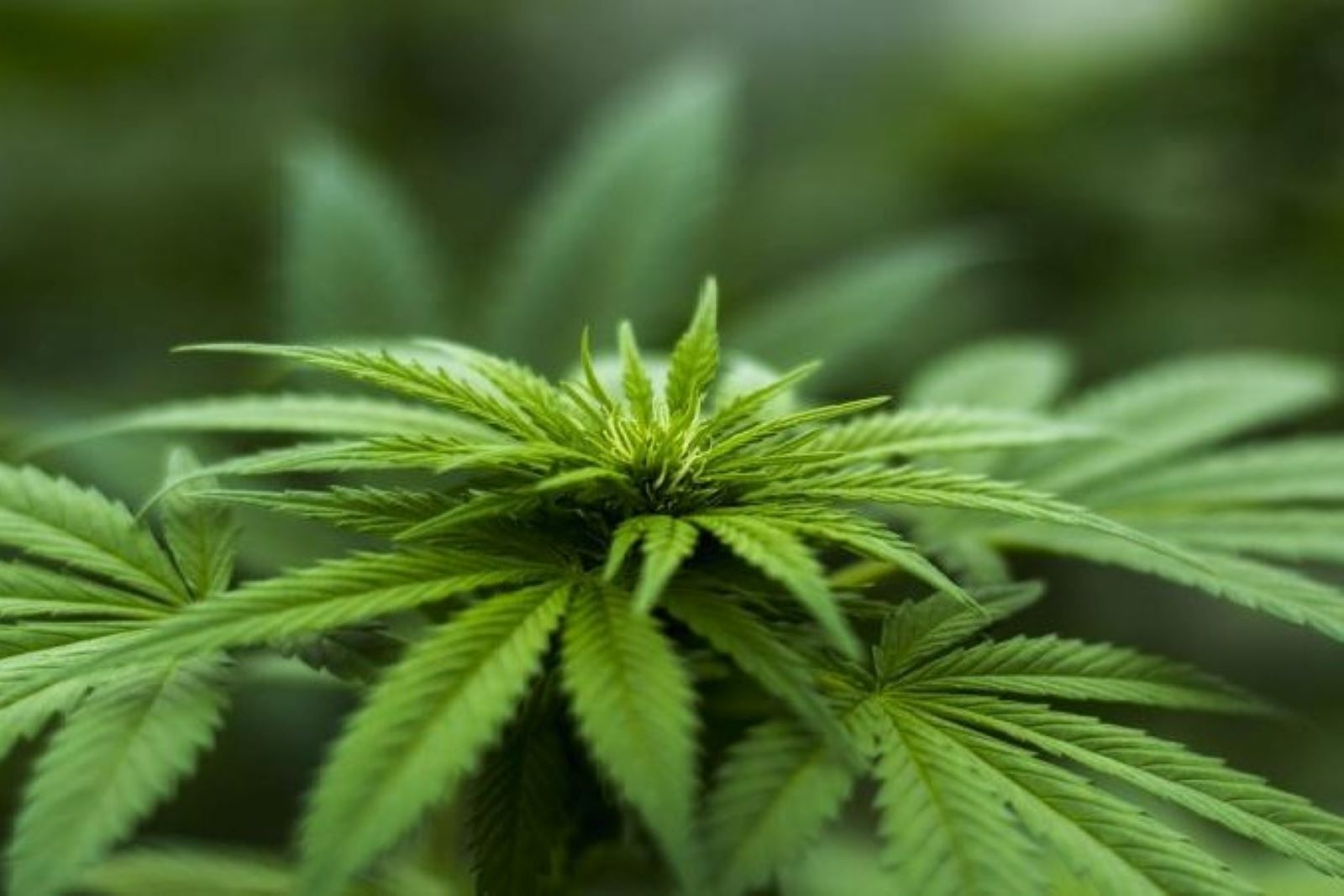 Cultivation of industrial hemp has started in Himachal Pradesh